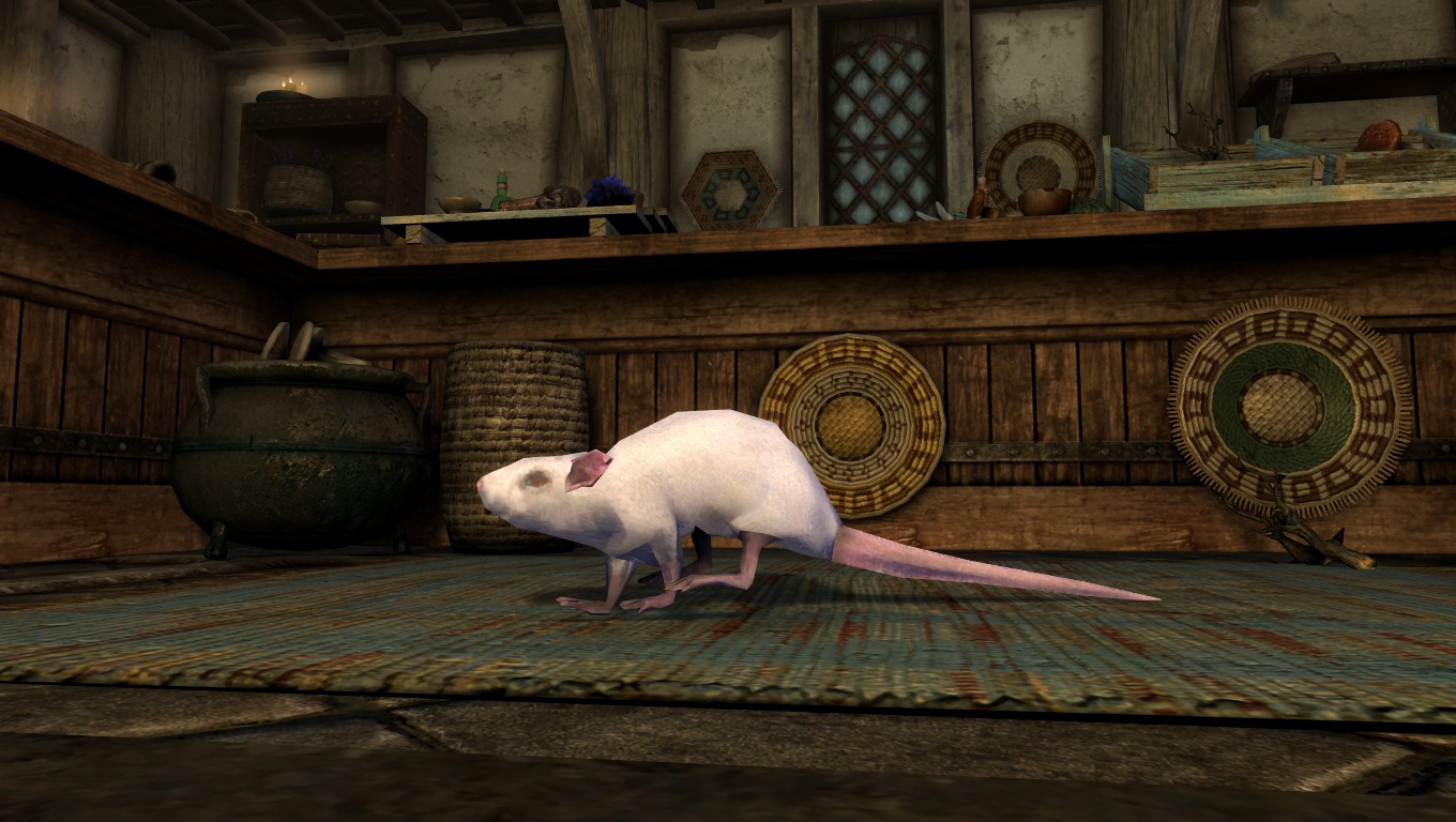 Castle rat. Скайрим мод крысы. Даларанская сточная крыса.